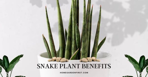 11 Snake Plant Benefits Proven By Science