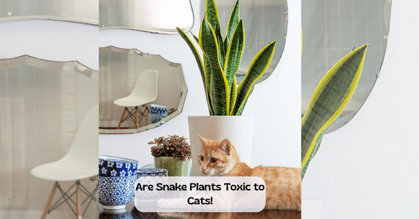 Are Snake Plants Toxic to Cats | Sansevieria Toxicity