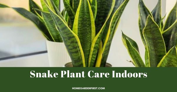 Snake Plant Care Indoors | Sansevieria Care Indoors