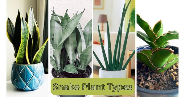 11 Popular Snake Plant Types | Snake Plant Varieties