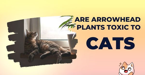 Are Arrowhead Plants Toxic to Cats