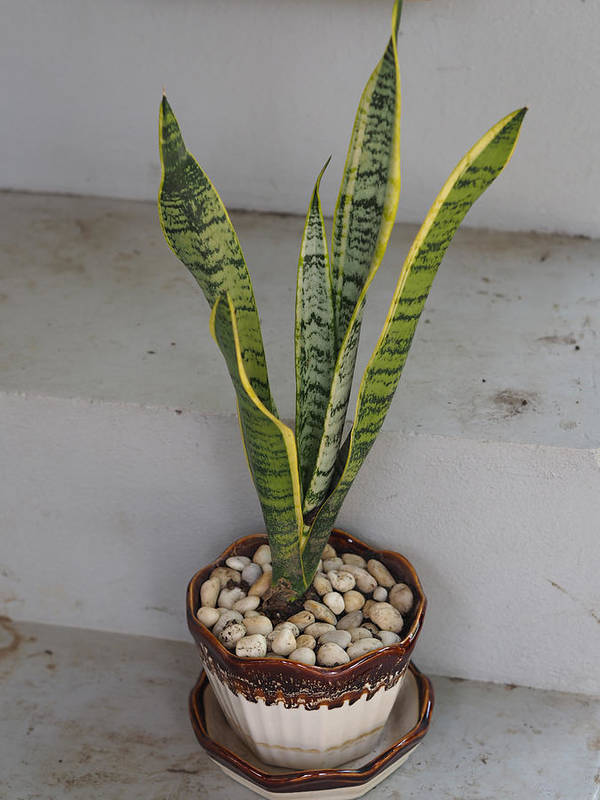 Dracaena trifasciata snake plant in pot