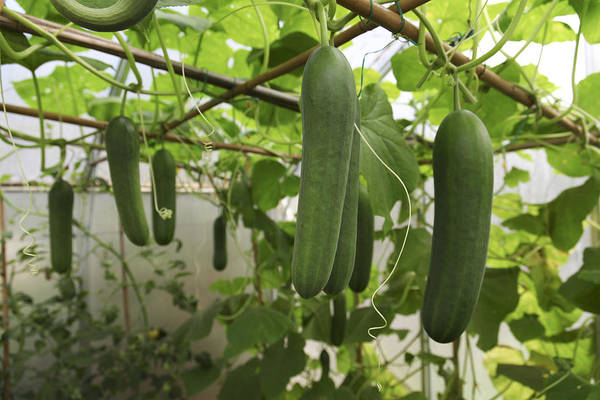cucumber fruit hanging from trellis