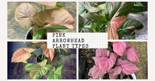 pink arrowhead plant types