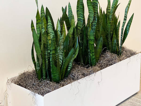 snake plant growing in container