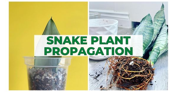 Snake Plant Propagation | How to Propagate Snake Plant