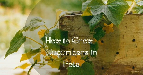How to Grow Cucumbers in Pots and Enjoy a Bountiful Harvest