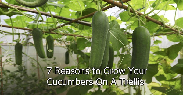 grow cucumbers on a trellis