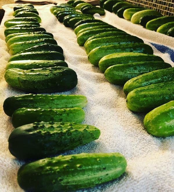 Burpee Pickler cucumbers