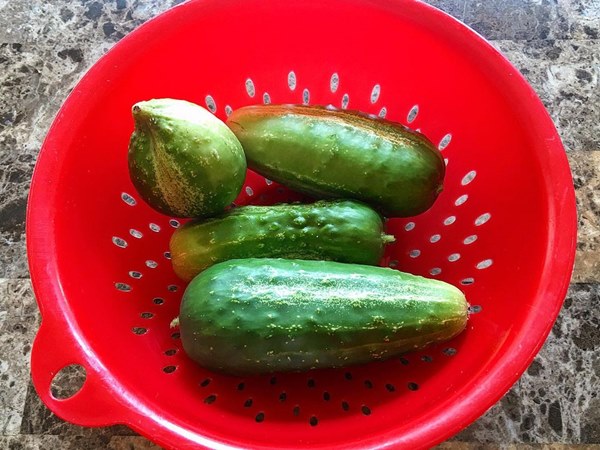Homemade Pickling Cucumbers or  Southern Homemade Pickles