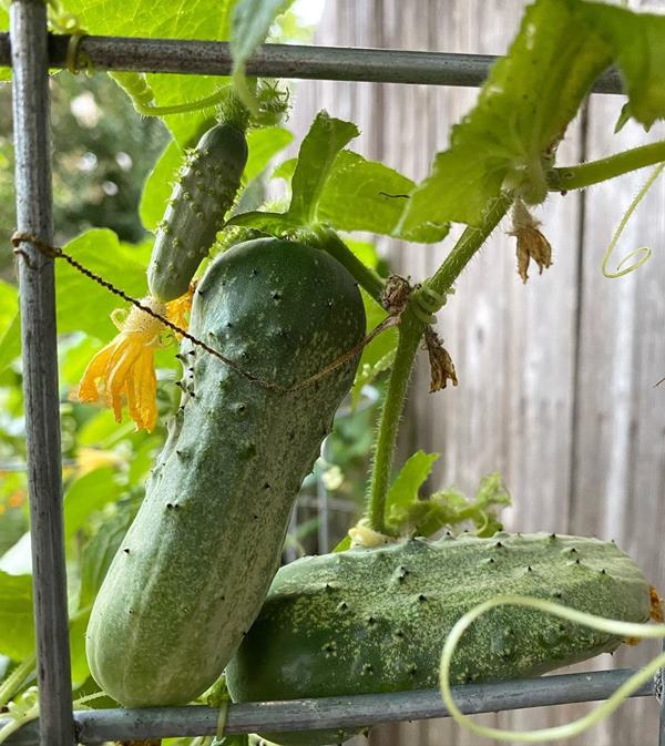 boston pickling cucumber 