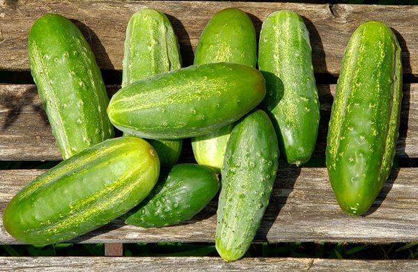 Picklebush cucumbers