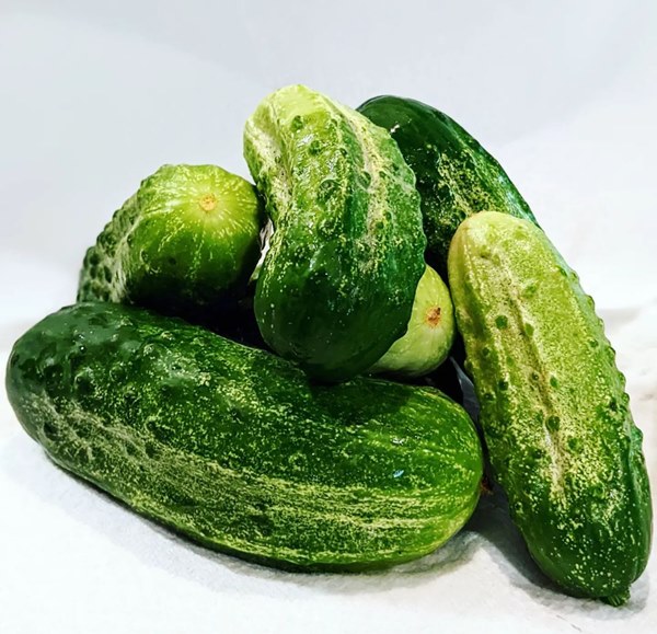 Chicago Pickling cucumbers
