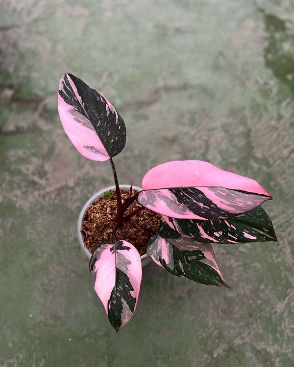 philodendron pink princess in pot