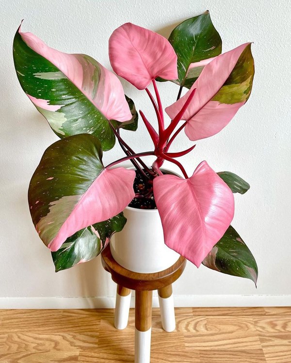 philodendron pink princess indoors in pot