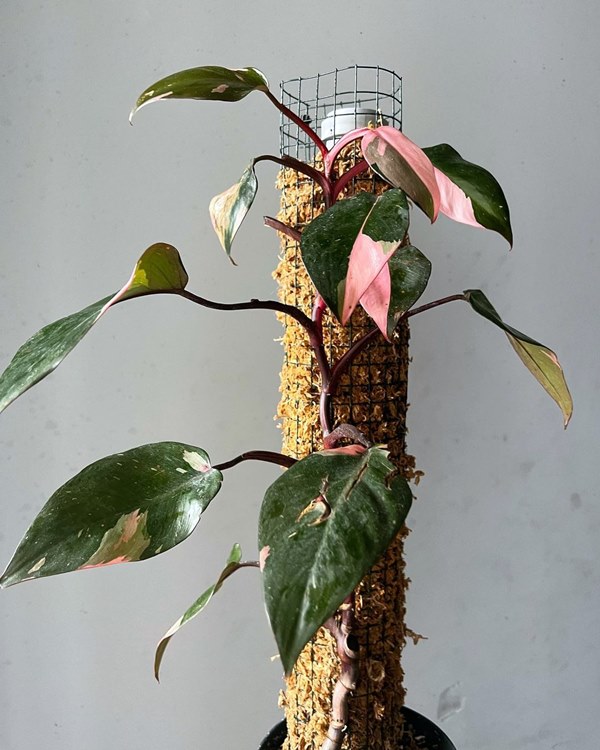 philodendron pink princess on a moss pole
