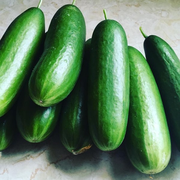 diva cucumbers harvest