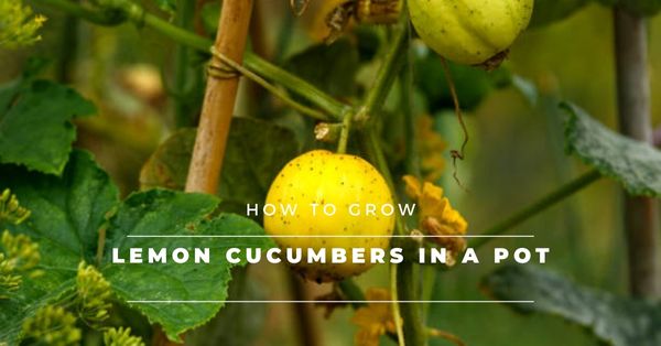grow lemon cucumbers in a container