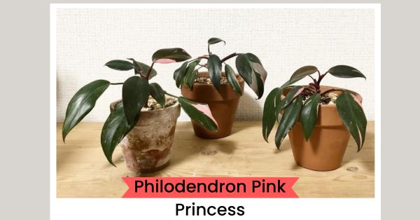 Philodendron Pink Princess: Care Tips for Pink Leaf Growth
