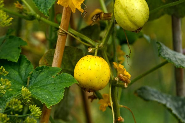 lemon cucumbers growing on vine