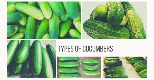 types of cucumbers