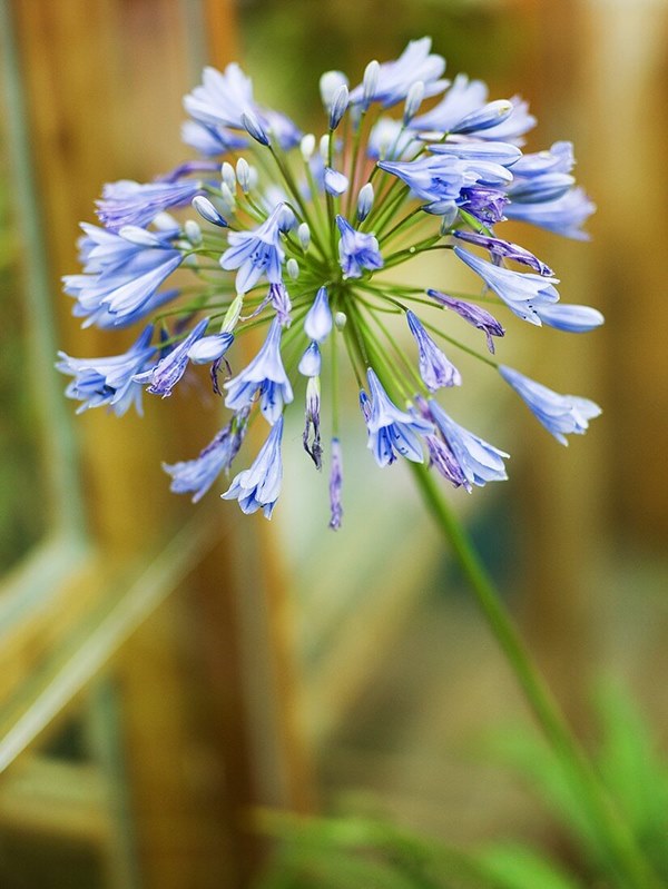 African lily close up