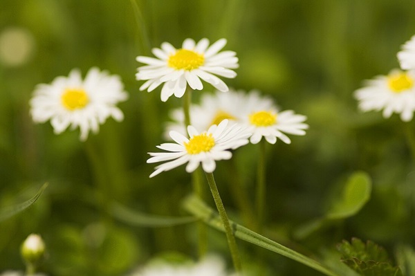 daisy blooms in meadow