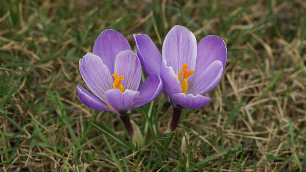 Saffron Crocus (Crocus sativus) blooming in backyard