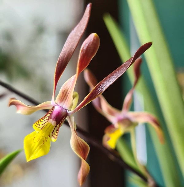 Dendrobium johannis bloom close-up
