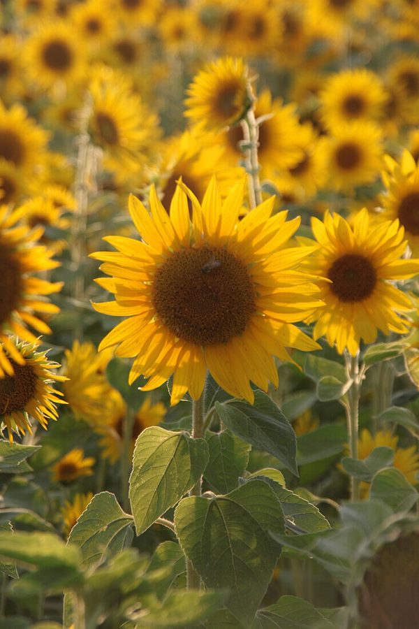 sunflower blooms in field