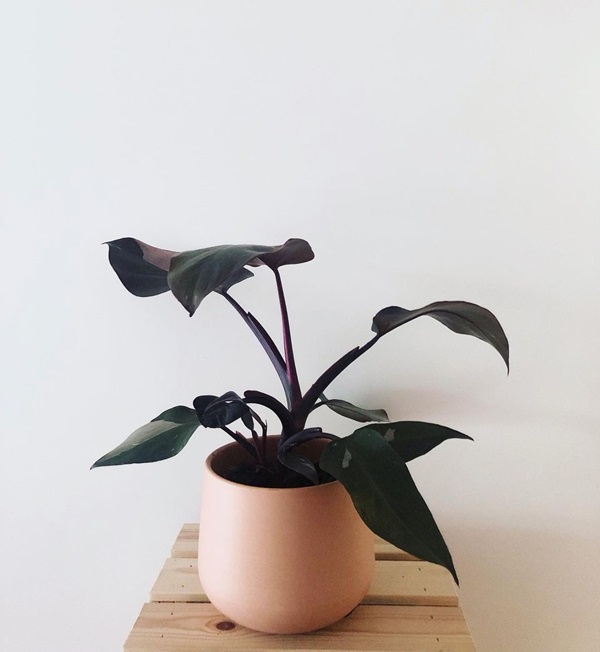 Philodendron Burgundy in a container