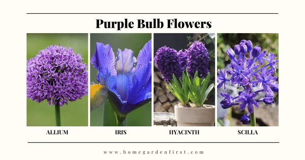 11 Purple Bulb Flower Names: Types of Purple Bulb Flowers