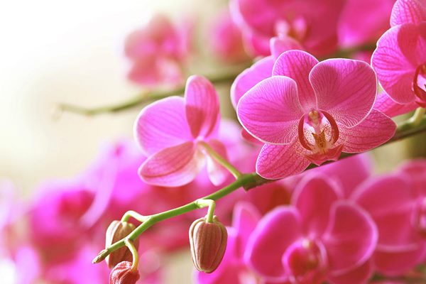 orchid flowers (pink)