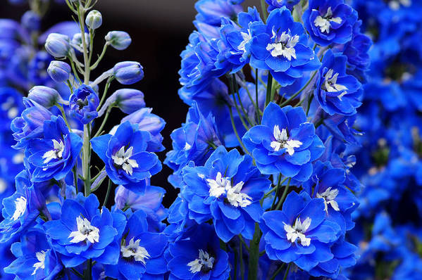 Delphinium blue flowers on stalk