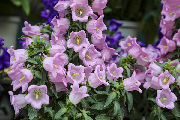 Canterbury Bells pink flowers