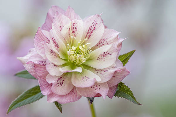 Hellebore bloom close-up