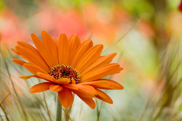 Gerbera Daisy orange close-up