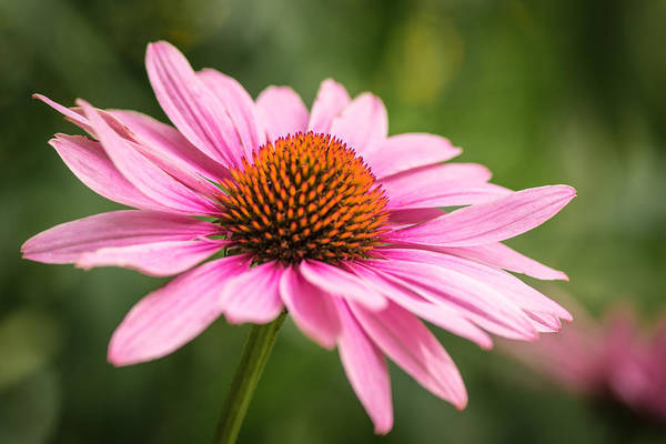 coneflower flower close-up