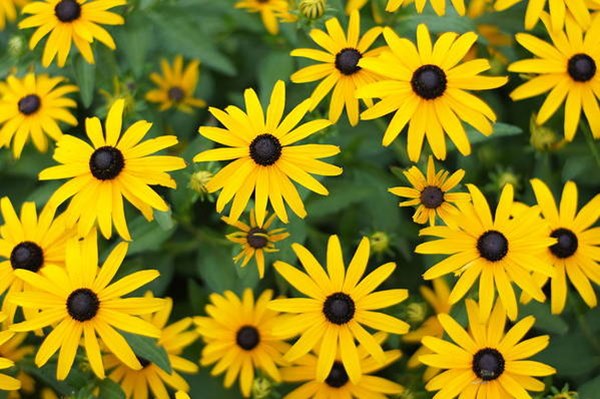 Black-eyed Susans blooms in garden