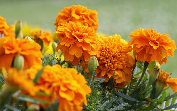 Marigold flowers in backyard
