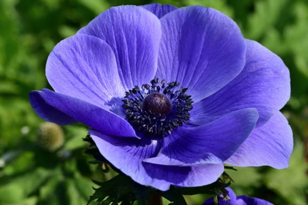 Anemone (blue) flower close up