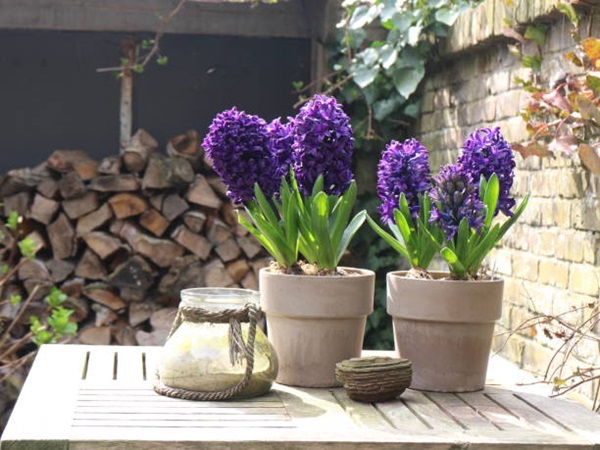 Dutch Hyacinth (Hyacinthus orientalis) in pots