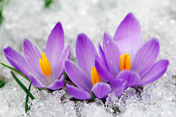 Crocus blooming after snow
