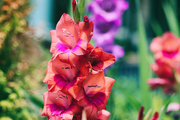 Gladiolus blooms close-up