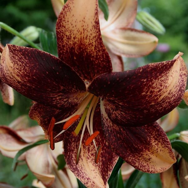 brown lily (Lilium 'Chocolate Event') bloom