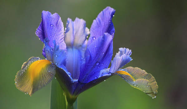 dutch iris (Hollandica) bloom close-up