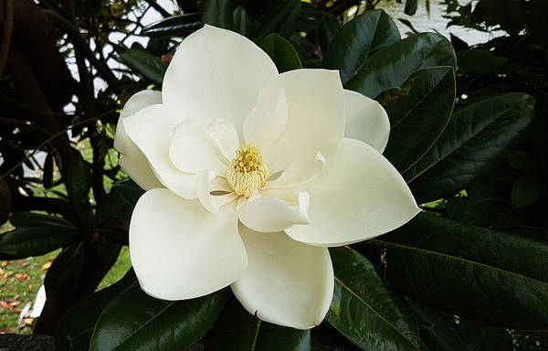 Magnolia bloom close up