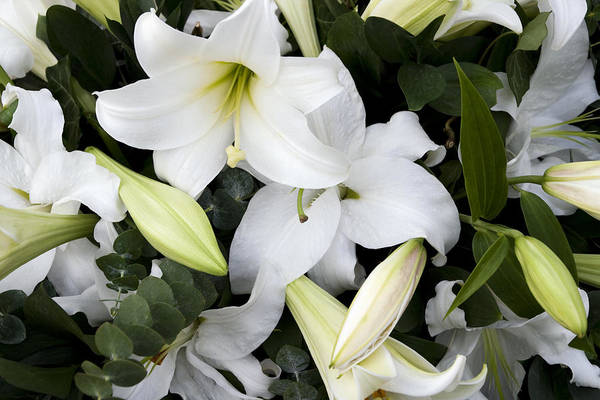 lily flowers (white) types of flowers