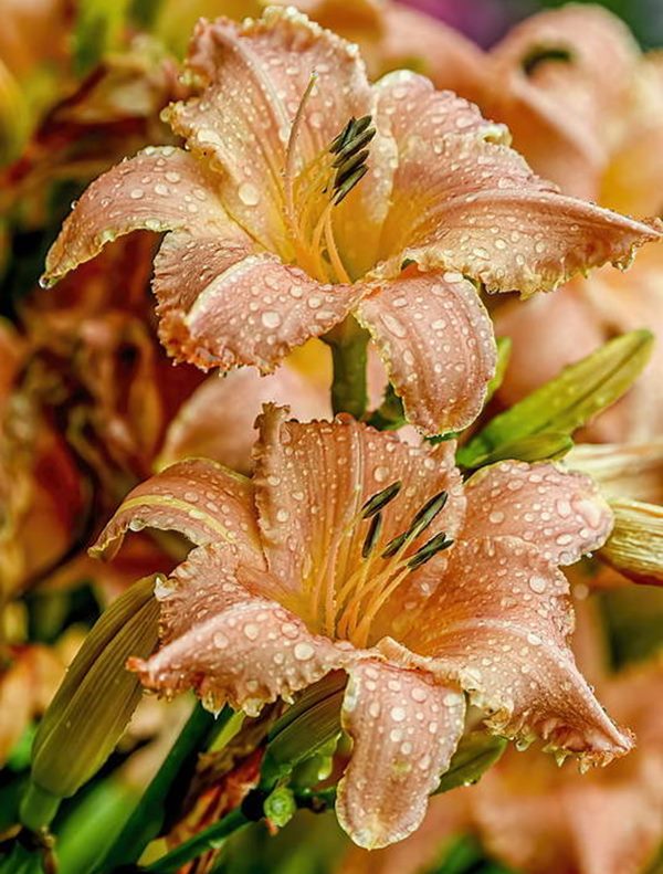 brown daylilies flower