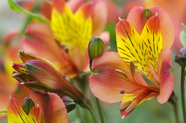 Peruvian lily, lily of the Incas, or Alstroemeria blooms close-up